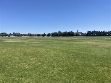 Large open grassy field in a community park, bordered by mature trees and open park space under a clear blue sky.