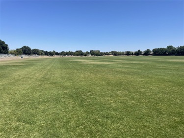 Large open grassy field in a community park, bordered by mature trees and open park space under a clear blue sky.