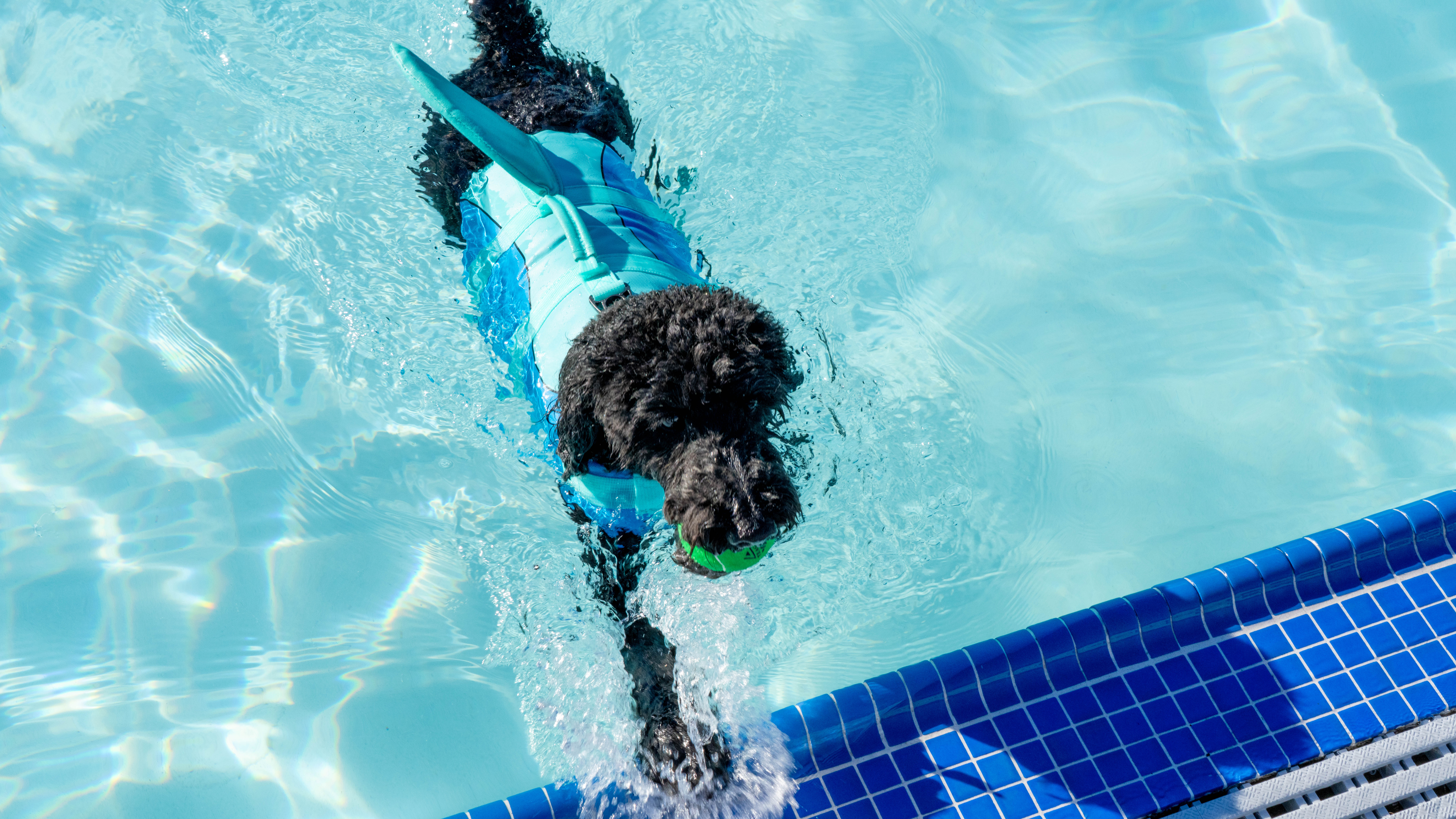 AQU-DOGGIE-DIP-1.jpg